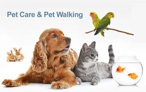Pet Sitting, Pet Care & Pet Walking
